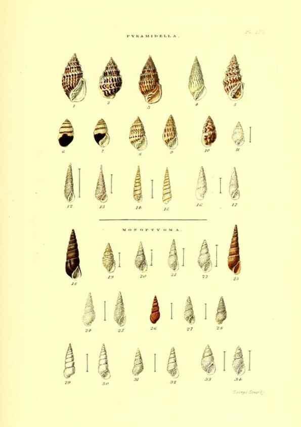 Reproducción/Reproduction 49491932481: Thesaurus conchyliorum, or, Monographs of genera of shells. London :Sowerby ...,1847-1887.. 