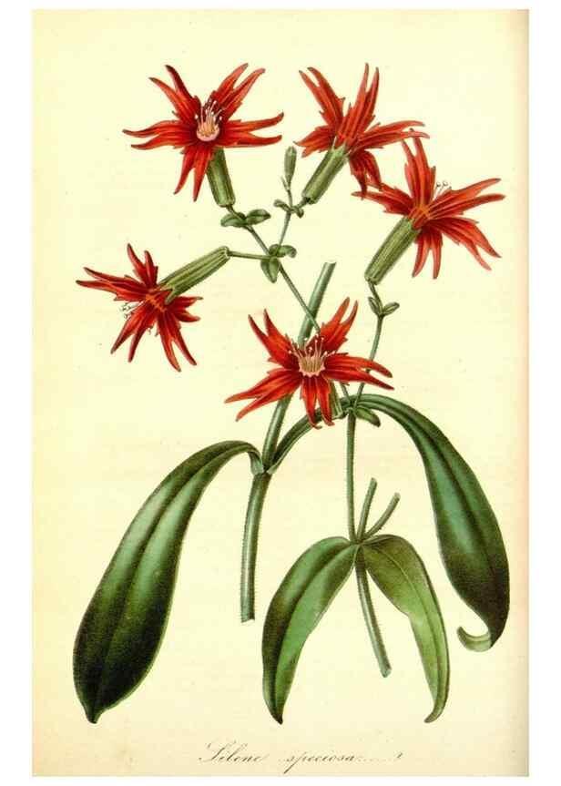 Reproducción/Reproduction 49492245751: Flore des serres et des jardins de l'Europe. A Gand :chez Louis van Houtte, eÌditeur,1845-1880.. 