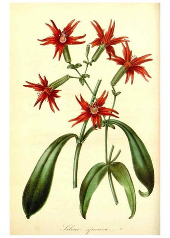 Reproducción/Reproduction 49492245751: Flore des serres et des jardins de l'Europe. A Gand :chez Louis van Houtte, eÌditeur,1845-1880.. 