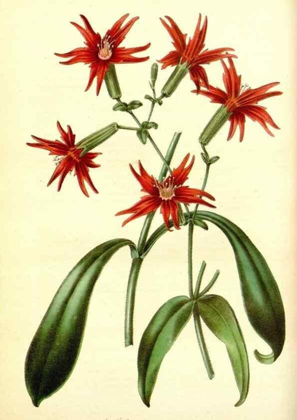 Reproducción/Reproduction 49492245751: Flore des serres et des jardins de l'Europe. A Gand :chez Louis van Houtte, eÌditeur,1845-1880.. 