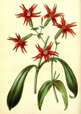 Reproducción/Reproduction 49492245751: Flore des serres et des jardins de l'Europe. A Gand :chez Louis van Houtte, eÌditeur,1845-1880.. 