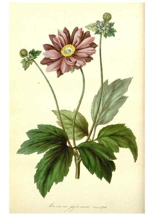 Reproducción/Reproduction 49491743928: Flore des serres et des jardins de l'Europe. A Gand :chez Louis van Houtte, eÌditeur,1845-1880.. 