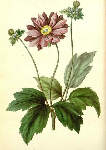 Reproducción/Reproduction 49491743928: Flore des serres et des jardins de l'Europe. A Gand :chez Louis van Houtte, eÌditeur,1845-1880.. 