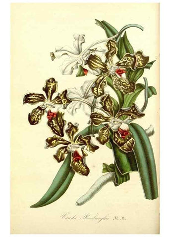 Reproducción/Reproduction 49491744123: Flore des serres et des jardins de l'Europe. A Gand :chez Louis van Houtte, eÌditeur,1845-1880.. 