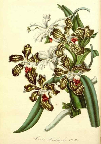 Reproducción/Reproduction 49491744123: Flore des serres et des jardins de l'Europe. A Gand :chez Louis van Houtte, eÌditeur,1845-1880.. 