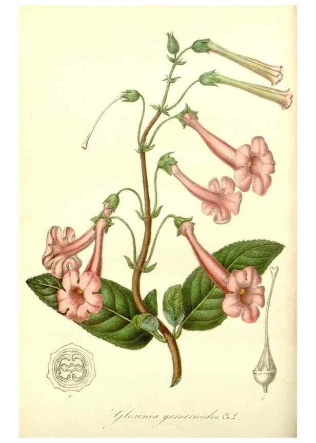 Reproducción/Reproduction 49492246326: Flore des serres et des jardins de l'Europe. A Gand :chez Louis van Houtte, eÌditeur,1845-1880.. 