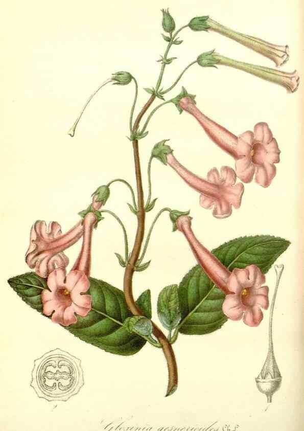 Reproducción/Reproduction 49492246326: Flore des serres et des jardins de l'Europe. A Gand :chez Louis van Houtte, eÌditeur,1845-1880.. 