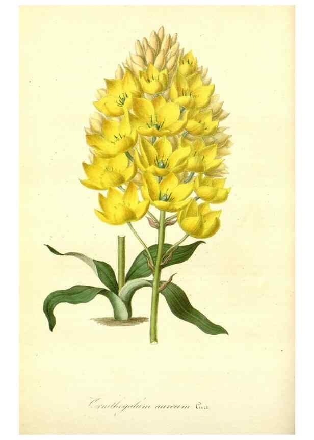 Reproducción/Reproduction 49491744523: Flore des serres et des jardins de l'Europe. A Gand :chez Louis van Houtte, eÌditeur,1845-1880.. 