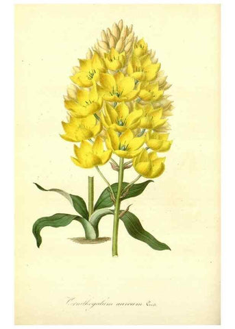 Reproducción/Reproduction 49491744523: Flore des serres et des jardins de l'Europe. A Gand :chez Louis van Houtte, eÌditeur,1845-1880.. 