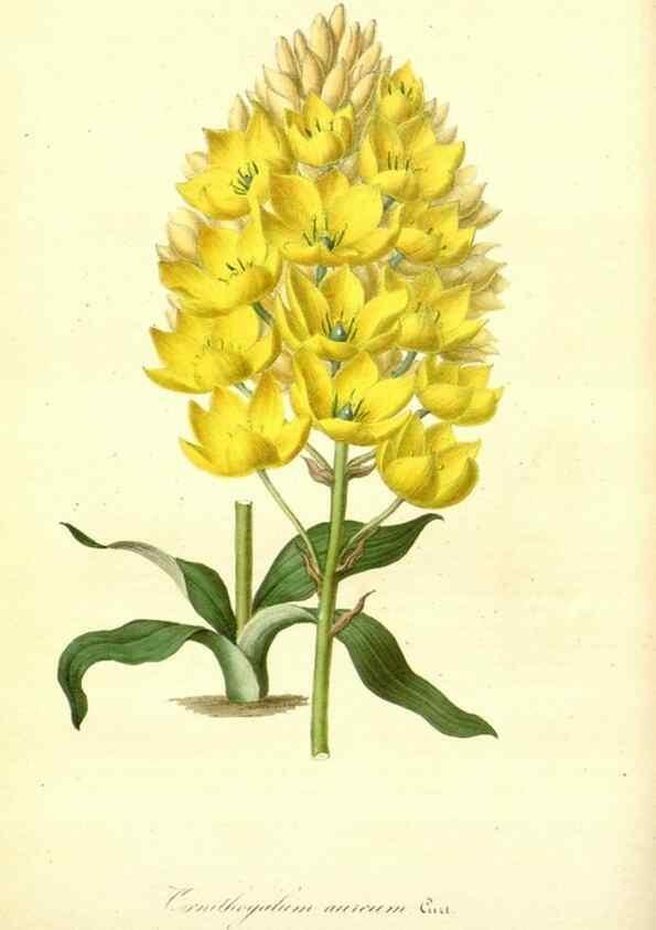 Reproducción/Reproduction 49491744523: Flore des serres et des jardins de l'Europe. A Gand :chez Louis van Houtte, eÌditeur,1845-1880.. 