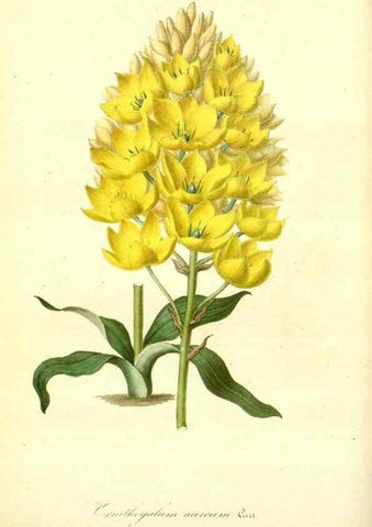 Reproducción/Reproduction 49491744523: Flore des serres et des jardins de l'Europe. A Gand :chez Louis van Houtte, eÌditeur,1845-1880.. 