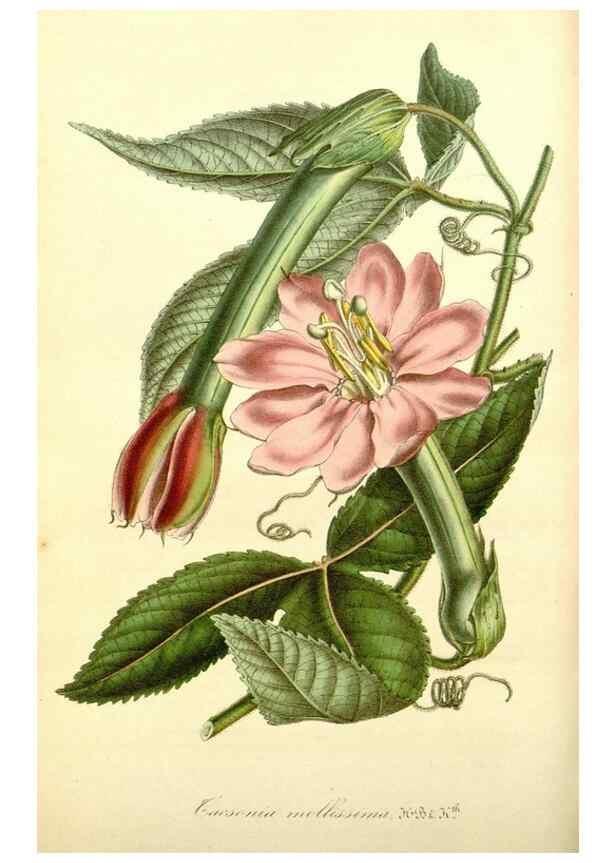 Reproducción/Reproduction 49492453652: Flore des serres et des jardins de l'Europe. A Gand :chez Louis van Houtte, eÌditeur,1845-1880.. 