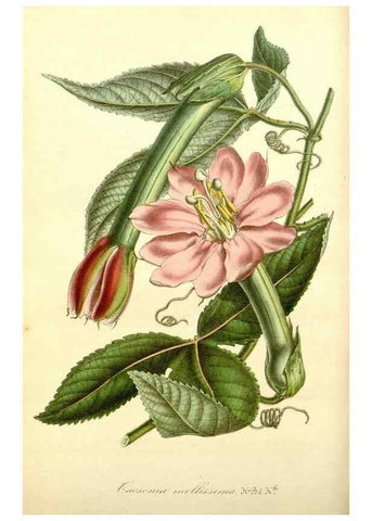 Reproducción/Reproduction 49492453652: Flore des serres et des jardins de l'Europe. A Gand :chez Louis van Houtte, eÌditeur,1845-1880.. 