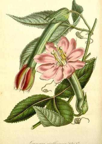 Reproducción/Reproduction 49492453652: Flore des serres et des jardins de l'Europe. A Gand :chez Louis van Houtte, eÌditeur,1845-1880.. 
