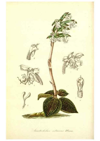Reproducción/Reproduction 49491744938: Flore des serres et des jardins de l'Europe. A Gand :chez Louis van Houtte, eÌditeur,1845-1880.. 