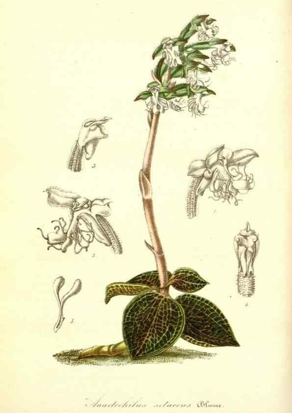 Reproducción/Reproduction 49491744938: Flore des serres et des jardins de l'Europe. A Gand :chez Louis van Houtte, eÌditeur,1845-1880.. 