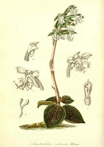Reproducción/Reproduction 49491744938: Flore des serres et des jardins de l'Europe. A Gand :chez Louis van Houtte, eÌditeur,1845-1880.. 