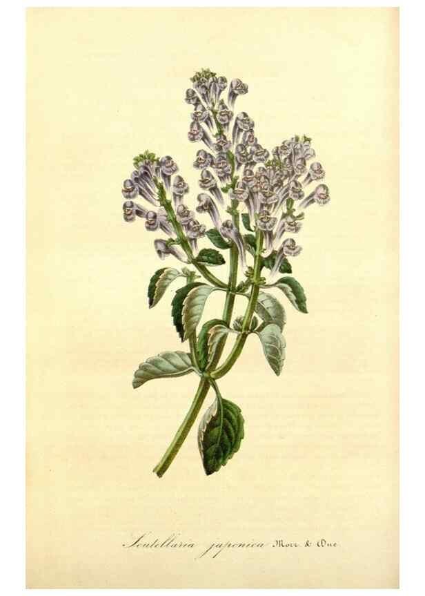 Reproducción/Reproduction 49491745128: Flore des serres et des jardins de l'Europe. A Gand :chez Louis van Houtte, eÌditeur,1845-1880.. 