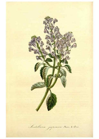 Reproducción/Reproduction 49491745128: Flore des serres et des jardins de l'Europe. A Gand :chez Louis van Houtte, eÌditeur,1845-1880.. 