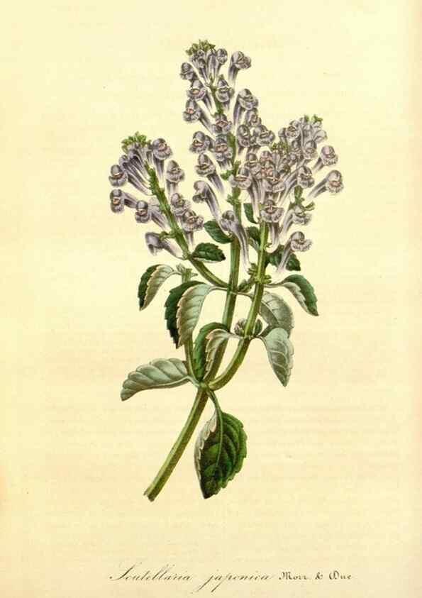 Reproducción/Reproduction 49491745128: Flore des serres et des jardins de l'Europe. A Gand :chez Louis van Houtte, eÌditeur,1845-1880.. 