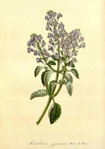Reproducción/Reproduction 49491745128: Flore des serres et des jardins de l'Europe. A Gand :chez Louis van Houtte, eÌditeur,1845-1880.. 