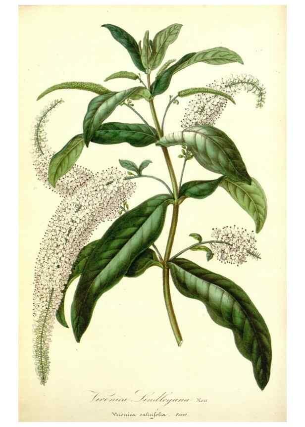 Reproducción/Reproduction 49491745388: Flore des serres et des jardins de l'Europe. A Gand :chez Louis van Houtte, eÌditeur,1845-1880.. 