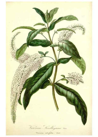 Reproducción/Reproduction 49491745388: Flore des serres et des jardins de l'Europe. A Gand :chez Louis van Houtte, eÌditeur,1845-1880.. 