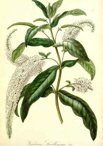 Reproducción/Reproduction 49491745388: Flore des serres et des jardins de l'Europe. A Gand :chez Louis van Houtte, eÌditeur,1845-1880.. 
