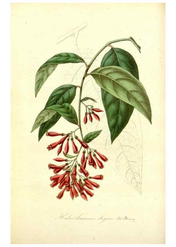 Reproducción/Reproduction 49491745628: Flore des serres et des jardins de l'Europe. A Gand :chez Louis van Houtte, eÌditeur,1845-1880.. 