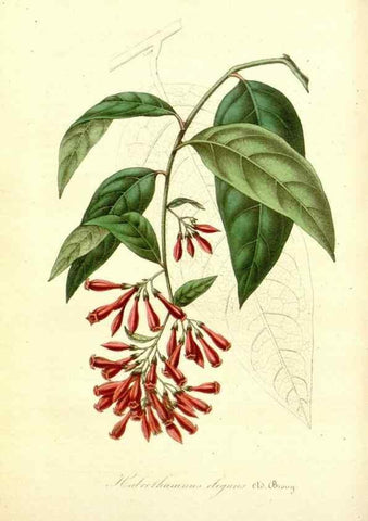 Reproducción/Reproduction 49491745628: Flore des serres et des jardins de l'Europe. A Gand :chez Louis van Houtte, eÌditeur,1845-1880.. 