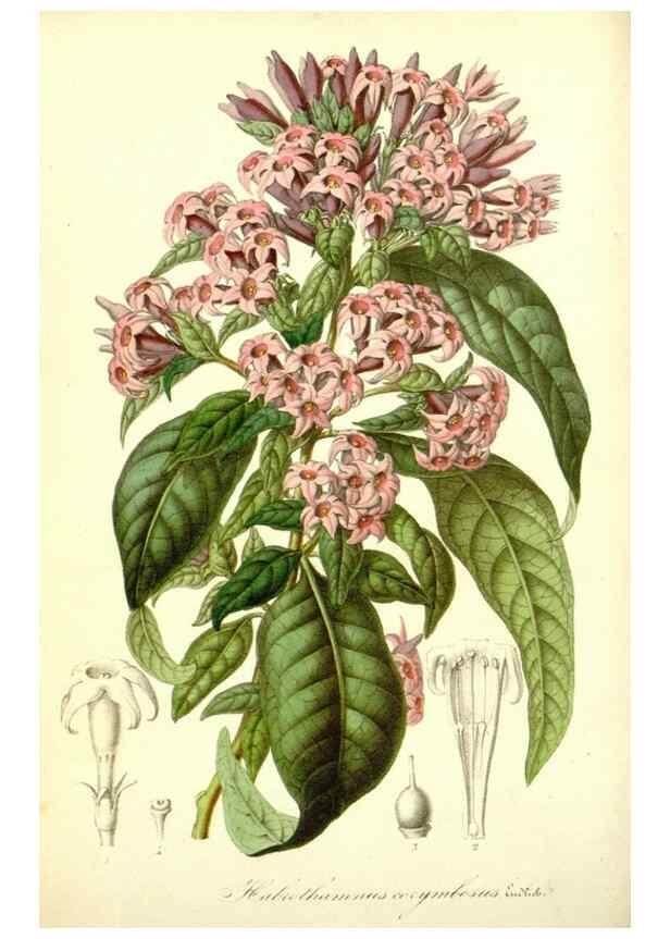 Reproducción/Reproduction 49492247851: Flore des serres et des jardins de l'Europe. A Gand :chez Louis van Houtte, eÌditeur,1845-1880.. 