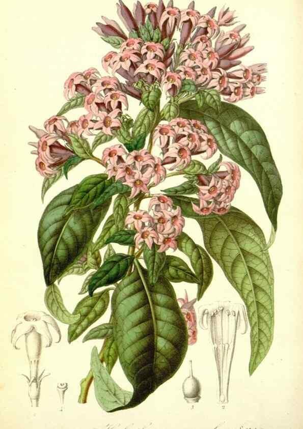 Reproducción/Reproduction 49492247851: Flore des serres et des jardins de l'Europe. A Gand :chez Louis van Houtte, eÌditeur,1845-1880.. 