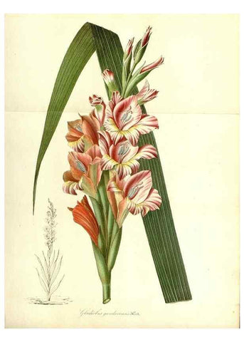 Reproducción/Reproduction 49491746143: Flore des serres et des jardins de l'Europe. A Gand :chez Louis van Houtte, eÌditeur,1845-1880.. 
