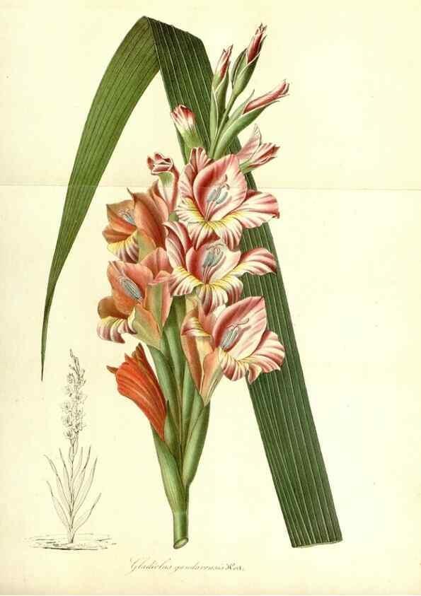 Reproducción/Reproduction 49491746143: Flore des serres et des jardins de l'Europe. A Gand :chez Louis van Houtte, eÌditeur,1845-1880.. 