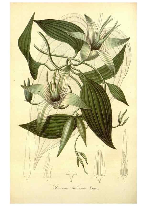 Reproducción/Reproduction 49491746368: Flore des serres et des jardins de l'Europe. A Gand :chez Louis van Houtte, eÌditeur,1845-1880.. 