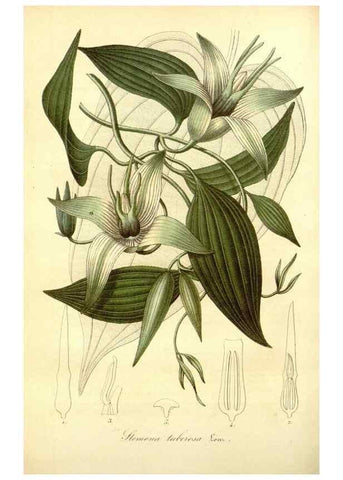 Reproducción/Reproduction 49491746368: Flore des serres et des jardins de l'Europe. A Gand :chez Louis van Houtte, eÌditeur,1845-1880.. 