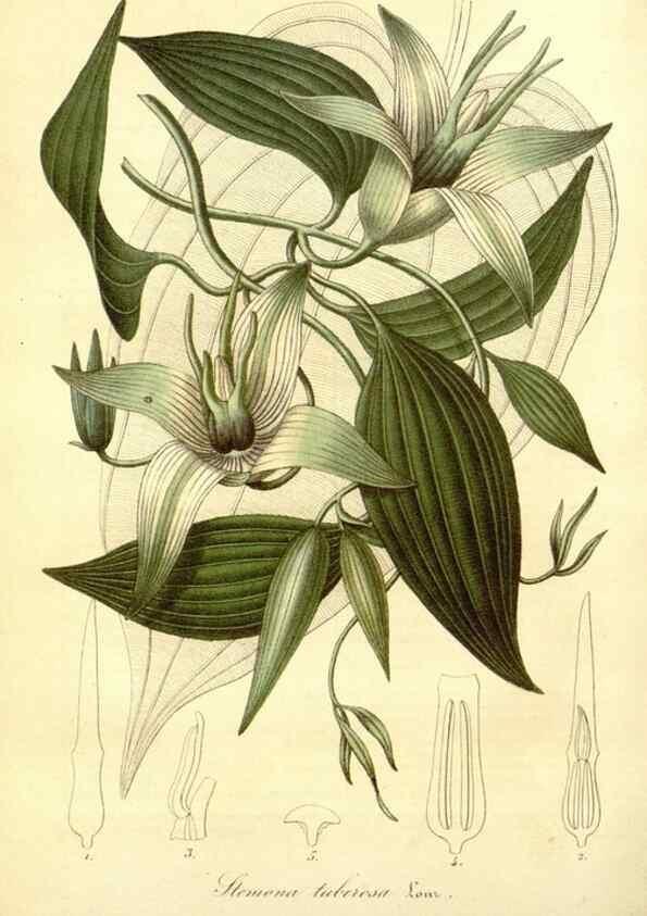 Reproducción/Reproduction 49491746368: Flore des serres et des jardins de l'Europe. A Gand :chez Louis van Houtte, eÌditeur,1845-1880.. 