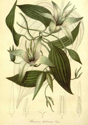 Reproducción/Reproduction 49491746368: Flore des serres et des jardins de l'Europe. A Gand :chez Louis van Houtte, eÌditeur,1845-1880.. 