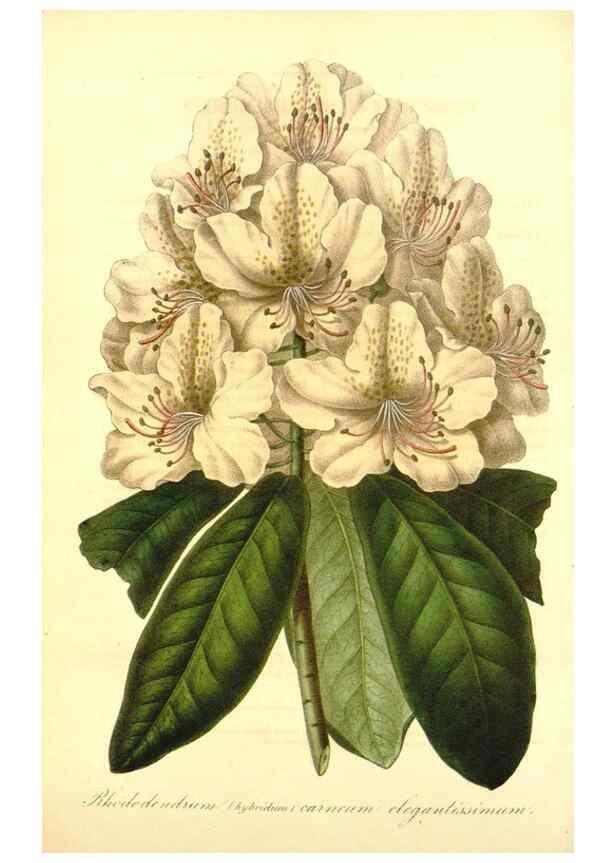 Reproducción/Reproduction 49491746578: Flore des serres et des jardins de l'Europe. A Gand :chez Louis van Houtte, eÌditeur,1845-1880.. 