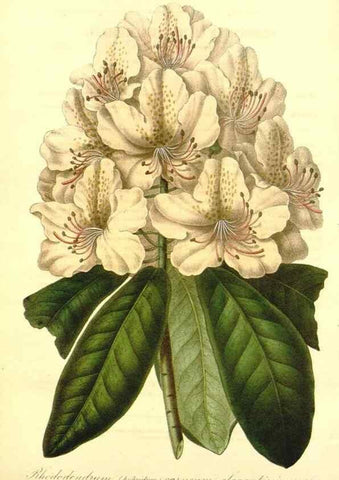 Reproducción/Reproduction 49491746578: Flore des serres et des jardins de l'Europe. A Gand :chez Louis van Houtte, eÌditeur,1845-1880.. 