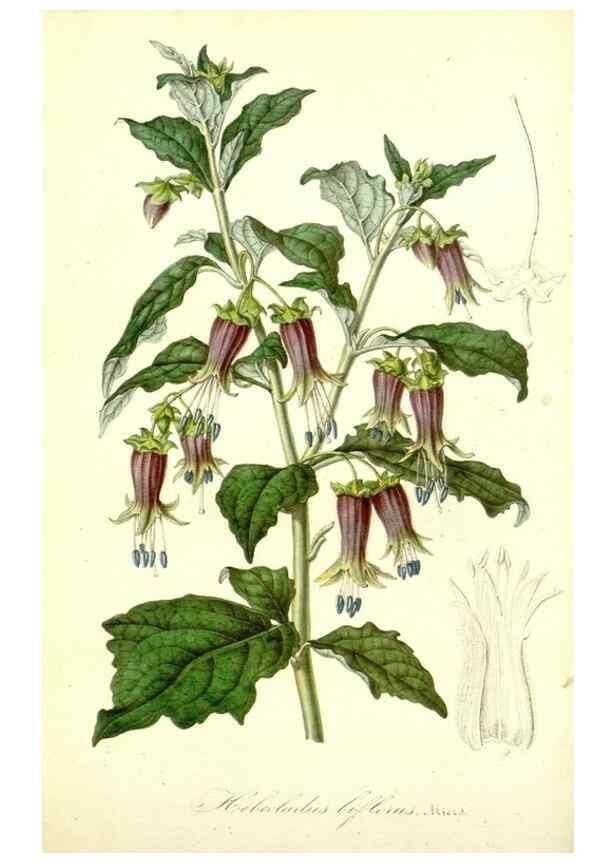 Reproducción/Reproduction 49492248851: Flore des serres et des jardins de l'Europe. A Gand :chez Louis van Houtte, eÌditeur,1845-1880.. 
