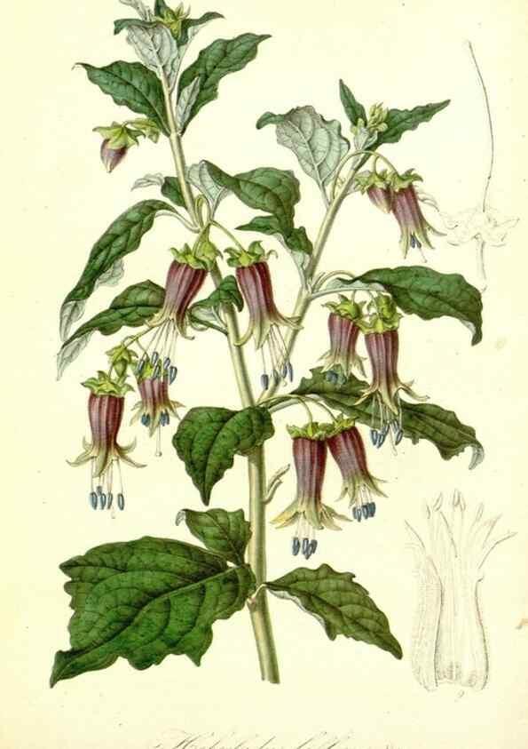 Reproducción/Reproduction 49492248851: Flore des serres et des jardins de l'Europe. A Gand :chez Louis van Houtte, eÌditeur,1845-1880.. 