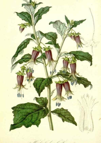 Reproducción/Reproduction 49492248851: Flore des serres et des jardins de l'Europe. A Gand :chez Louis van Houtte, eÌditeur,1845-1880.. 