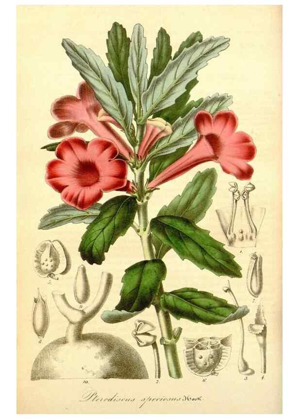 Reproducción/Reproduction 49492452517: Flore des serres et des jardins de l'Europe. A Gand :chez Louis van Houtte, eÌditeur,1845-1880.. 