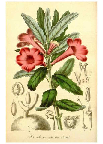 Reproducción/Reproduction 49492452517: Flore des serres et des jardins de l'Europe. A Gand :chez Louis van Houtte, eÌditeur,1845-1880.. 