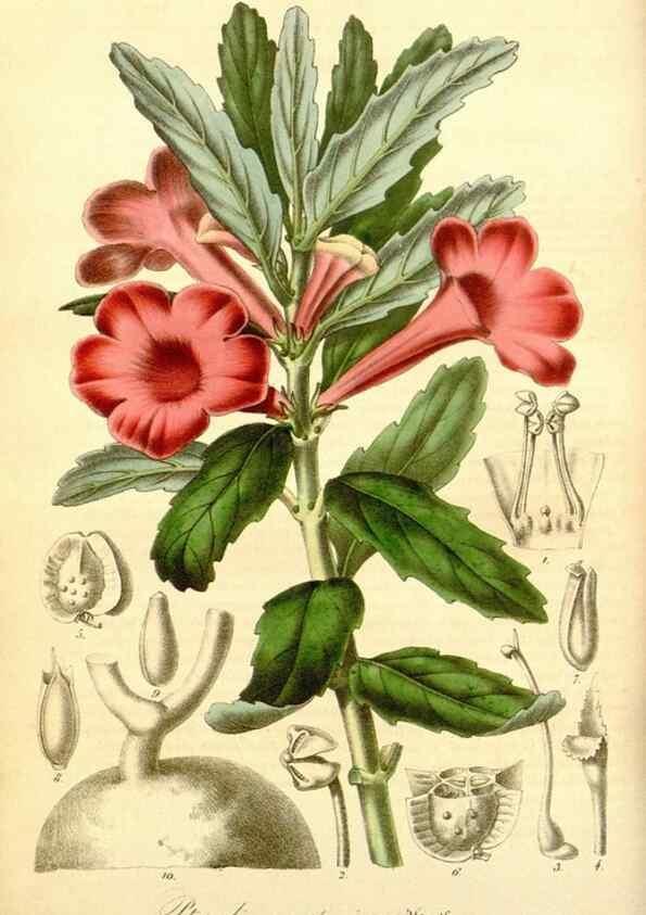 Reproducción/Reproduction 49492452517: Flore des serres et des jardins de l'Europe. A Gand :chez Louis van Houtte, eÌditeur,1845-1880.. 