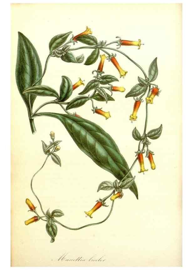 Reproducción/Reproduction 49492245341: Flore des serres et des jardins de l'Europe. A Gand :chez Louis van Houtte, eÌditeur,1845-1880.. 