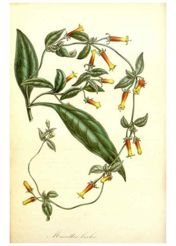 Reproducción/Reproduction 49492245341: Flore des serres et des jardins de l'Europe. A Gand :chez Louis van Houtte, eÌditeur,1845-1880.. 