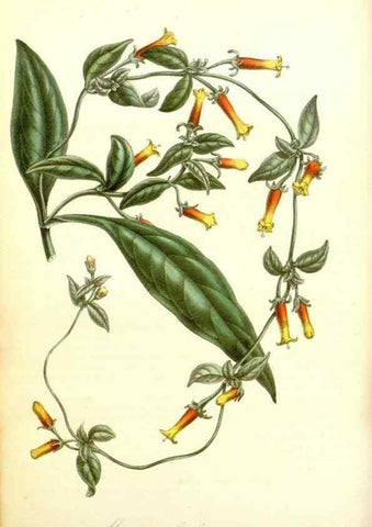 Reproducción/Reproduction 49492245341: Flore des serres et des jardins de l'Europe. A Gand :chez Louis van Houtte, eÌditeur,1845-1880.. 