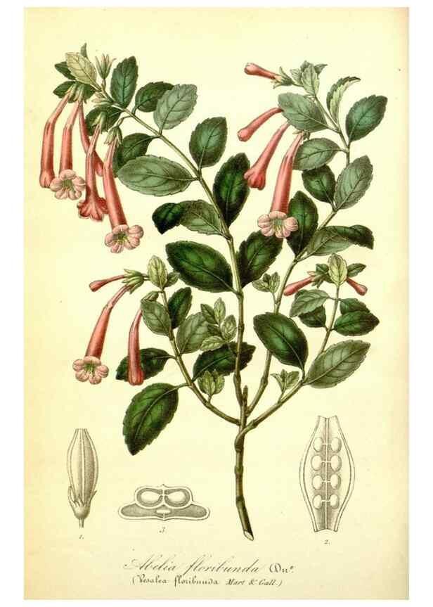 Reproducción/Reproduction 49491743268: Flore des serres et des jardins de l'Europe. A Gand :chez Louis van Houtte, eÌditeur,1845-1880.. 